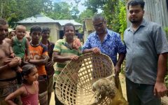 শ্রীমঙ্গলে শিশুদের চিৎকারে ধরা পড়ল লজ্জাবতী বানর