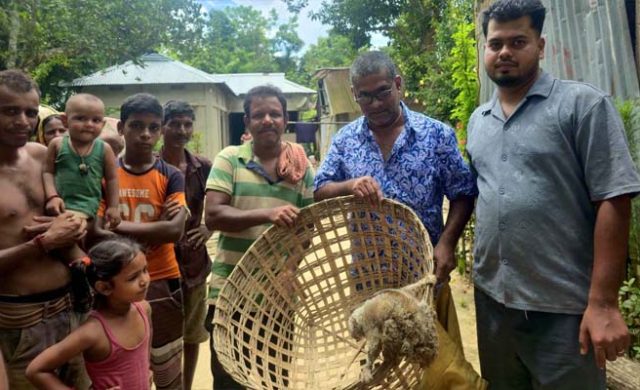 শ্রীমঙ্গলে শিশুদের চিৎকারে ধরা পড়ল লজ্জাবতী বানর