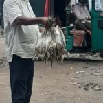 হরিপুর বাজারে প্রকাশ্যে বিক্রি হচ্ছে পাখি