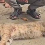 গোয়াইনঘাটে মেছো বিড়াল পিটিয়ে হত্যা, জড়িতদের শাস্তির দাবি