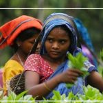সিলেটের চা শিল্পে ধনাঢ্য ব্যবসায়ীদের আধিপত্য, কোন বাগানের মালিক কে
