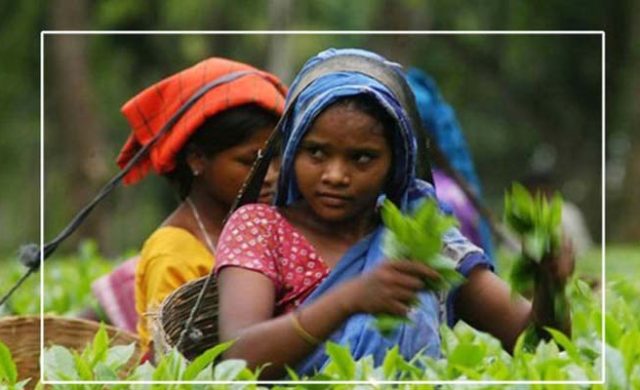 সিলেটের চা শিল্পে ধনাঢ্য ব্যবসায়ীদের আধিপত্য, কোন বাগানের মালিক কে