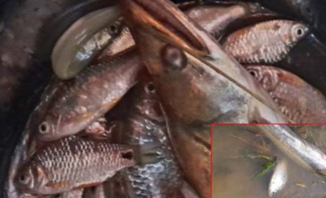 বড়লেখায় মাধব ছড়ায় কীটনাশক দিয়ে মাছ ধরার অভিযোগ