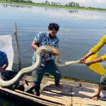 হাইল হাওরে মাছ ধরার জালে আটকা অজগর, প্রাণে বাঁচলো
