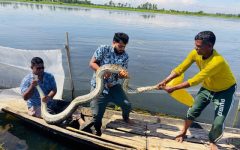 হাইল হাওরে মাছ ধরার জালে আটকা অজগর, প্রাণে বাঁচলো
