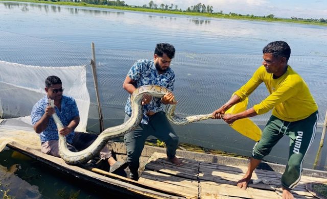 হাইল হাওরে মাছ ধরার জালে আটকা অজগর, প্রাণে বাঁচলো